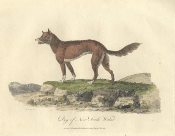 Representing The Dingo – Part 2