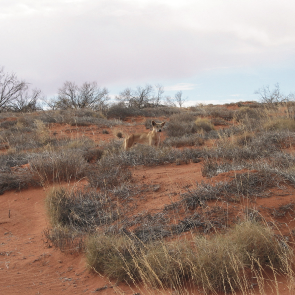 Living blanket, water diviner, wild pet: a cultural history of the dingo