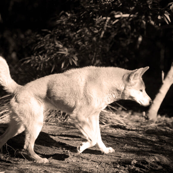 How Australia made poisoning animals normal