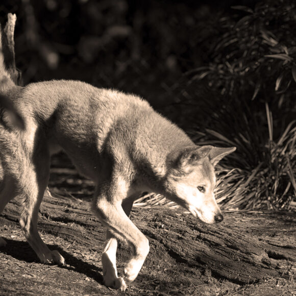 International Travels of the Australian Canis Dingo: Part II