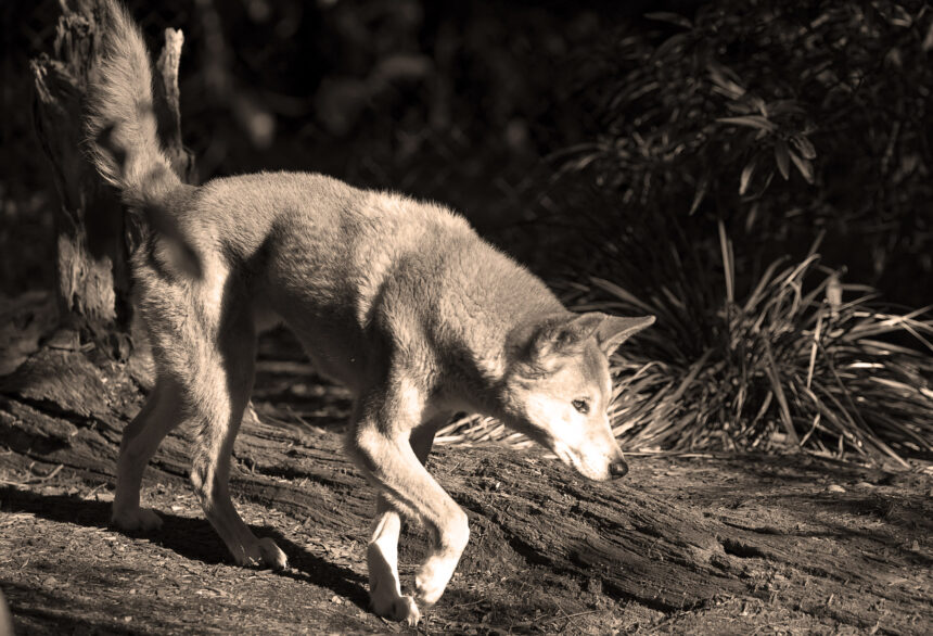 International Travels of the Australian Canis Dingo: Part II