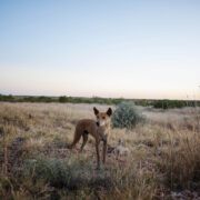 Air-dropping poisoned meat to kill bush predators hasn’t worked in the past, and it’s unlikely to help now