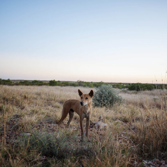 Jarntu0141 copy Air-dropping poisoned meat to kill bush predators hasn’t worked in the past, and it’s unlikely to help now