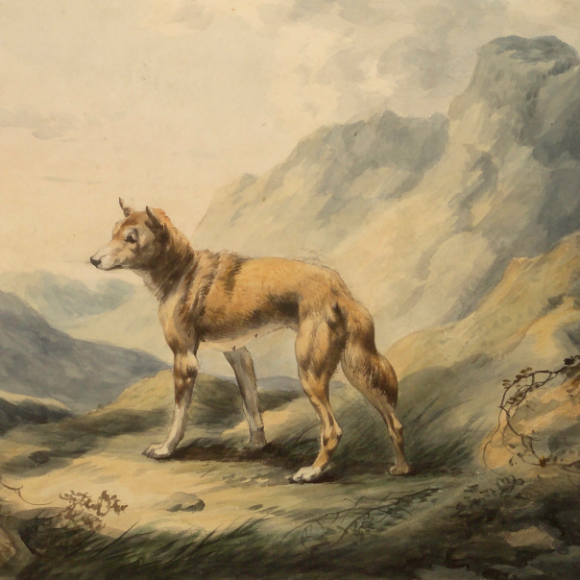 Representing The Dingo – Part 1