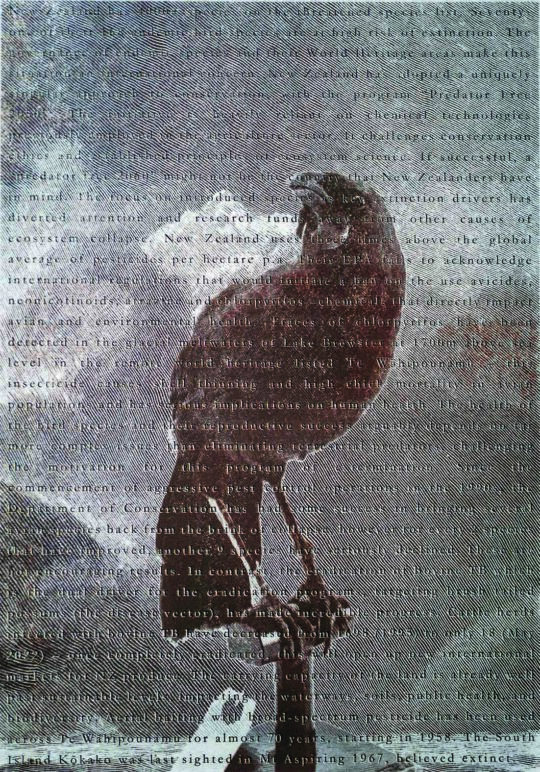 South Island Kõkako $10,000 reward | 2024