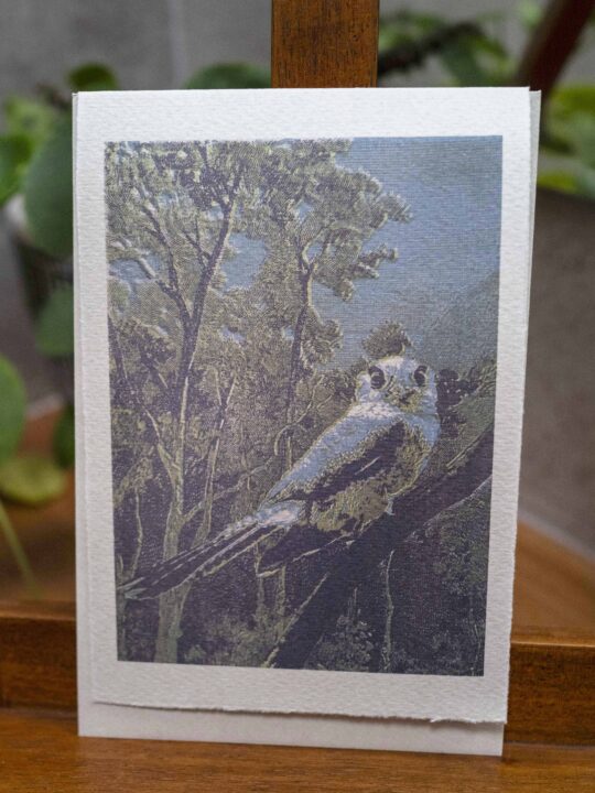 Owlet Nightjar Card