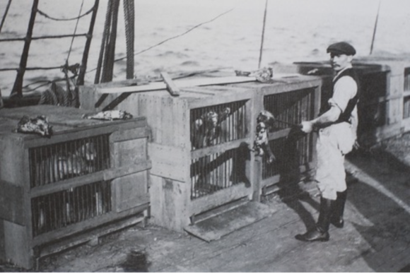 RepresentingTheDingoPart3 Representing The Dingo – Part 3