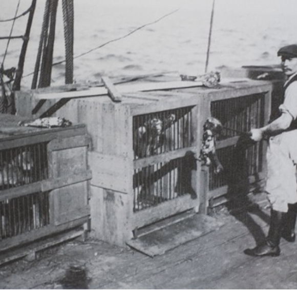 Representing The Dingo – Part 3