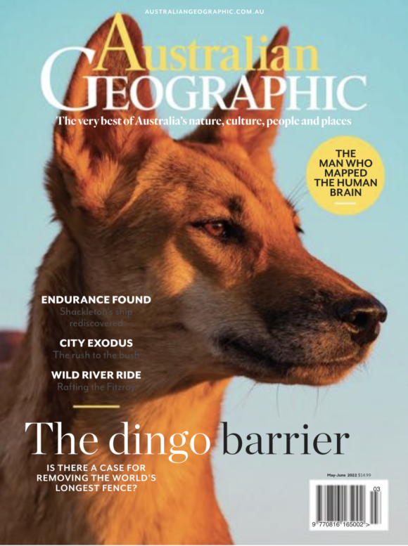 australian-geographic-dingo The Dog Fence – Australian Geographic