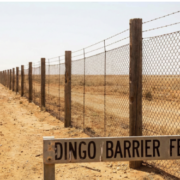 Dingo Fence