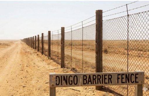 Screenshot 2026-03-04 at 11.47.26 am Dingo Fence